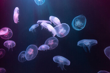 Naklejka premium Big Jellyfish in aquarium