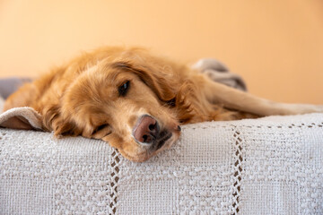 Lazy day lounging, golden retriever relaxing on bed. A golden retriever enjoys a leisurely moment,...