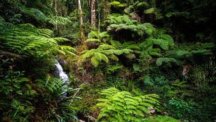 Echo Falls - powerfull waterfall in a gondwana rainforest - Lamington National Park, Green Mountain section alogside Albert River Circuit