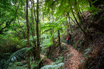 hiker girl with backpack walking through unique dense tropical rainforest in australia, albert...