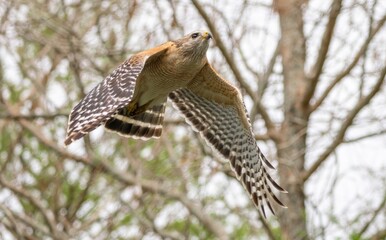 Florida red shouldered hawk, red shoulder hawk