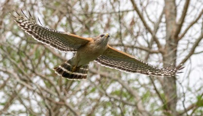 Florida red shouldered hawk, red shoulder hawk