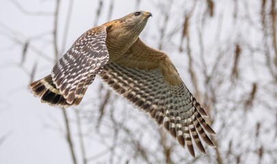 Florida red shouldered hawk, red shoulder hawk