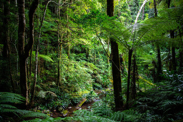 unique native vegetation in gondwana rainforest - lamington national park, albert river circuit;...