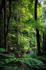 unique native vegetation in gondwana rainforest - lamington national park, albert river circuit;...