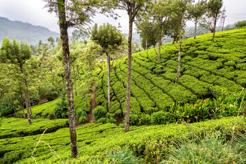 Fototapeta na wymiar Tea plantations in Sri Lanka