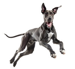 Great dane dog happy jumping isolated on transparent background