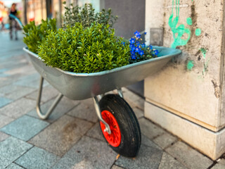 Fresh Flowering Plants and Herbs in a Wheelbarrow. Located on a cobblestone street in Breisach, Germany.