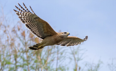 Florida red shouldered hawk, red shoulder hawk