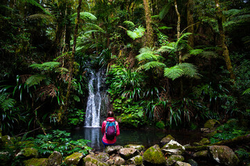 hiker woman admiring tropical waterfall in australian rainforest; hiking albert river circuit in...