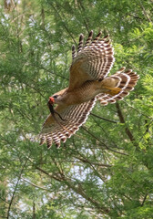 Florida red shouldered hawk, red shoulder hawk