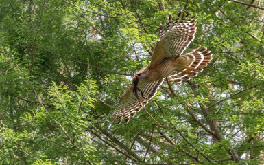 Florida red shouldered hawk, red shoulder hawk