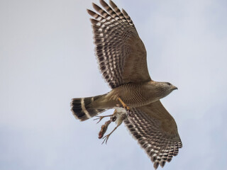 Florida red shouldered hawk, red shoulder hawk