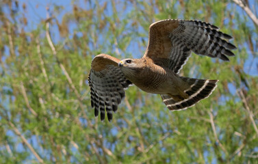 Florida red shouldered hawk, red shoulder hawk
