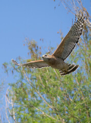 Florida red shouldered hawk, red shoulder hawk