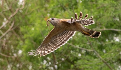 Florida red shouldered hawk, red shoulder hawk
