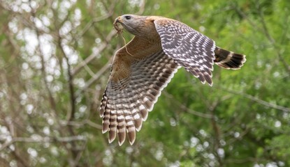 Florida red shouldered hawk, red shoulder hawk