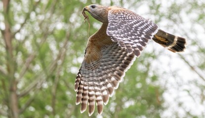 Obraz premium Florida red shouldered hawk, red shoulder hawk
