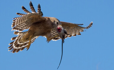 Florida red shouldered hawk, red shoulder hawk