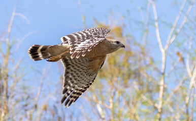 eagle, raptor, bird of prey, sky hunter, hawk, osprey