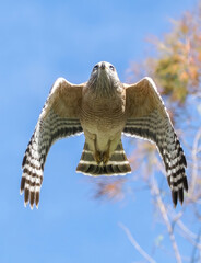 eagle, raptor, bird of prey, sky hunter, hawk, osprey