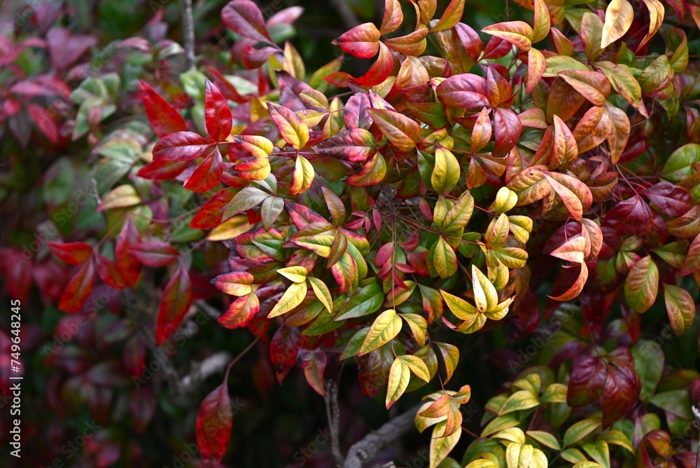 Poster Horticultural variety of Nandina domestica. In Japan, it is called Otafukunanten. Berberidaceae evergreen shrub. Beautifully colored leaves in winter.