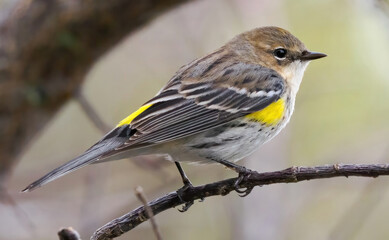 songbird, garden bird, song bird, sparrow