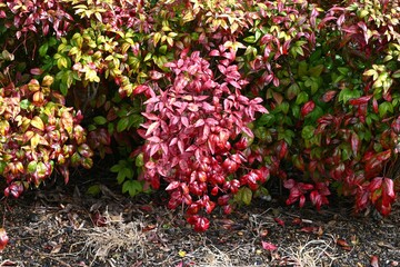 Horticultural variety of Nandina domestica. In Japan, it is called Otafukunanten. Berberidaceae evergreen shrub. Beautifully colored leaves in winter.