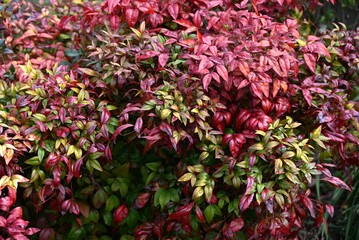 Horticultural variety of Nandina domestica. In Japan, it is called Otafukunanten. Berberidaceae evergreen shrub. Beautifully colored leaves in winter.