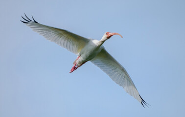 Florida ibis, white ibis, ibis bird, white feathers