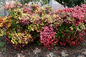 Horticultural variety of Nandina domestica. In Japan, it is called Otafukunanten. Berberidaceae evergreen shrub. Beautifully colored leaves in winter.