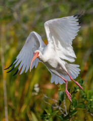 Florida ibis, white ibis, ibis bird, white feathers