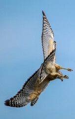 red shouldered hawk, red shoulder hawk, bird of prey, hawk, falcon, raptor