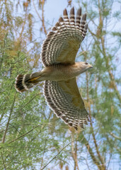 red shouldered hawk, red shoulder hawk, bird of prey, hawk, falcon, raptor