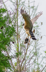 red shouldered hawk, red shoulder hawk, bird of prey, hawk, falcon, raptor