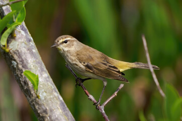 songbird, garden bird, song bird, sparrow