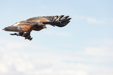 Portrait of a Harris Hawk soaring on the wind with wings spread wide and and intent gaze focused ahead on a sunny morning in Arizona USA. A blue sky and puffy white clouds make up the background.