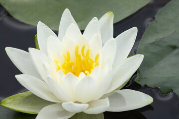 Water Lily,  Nymphaeaceae, sp., in full bloom