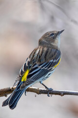 songbird, garden bird, song bird, sparrow