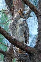 Great horned owl, raptor, owl, 