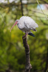 Florida ibis, white ibis, ibis bird, white feathers