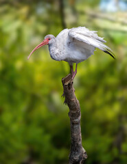 Florida ibis, white ibis, ibis bird, white feathers