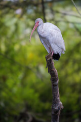 white Florida ibis, wild ibis, wetlands bird, avian, nature