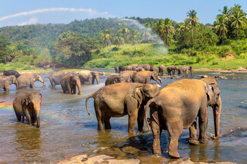 Herd of elephants in Sri Lanka - 749649434