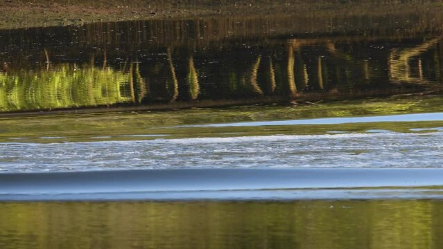 Boat&rsquo;s wake wave rippling water reflections green yellow brown mangroves tidal river morning sunlight
