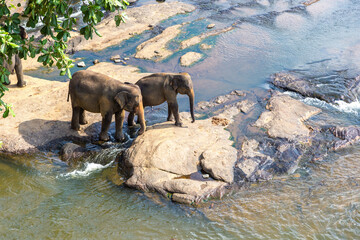 Herd of elephants in Sri Lanka - 749649839