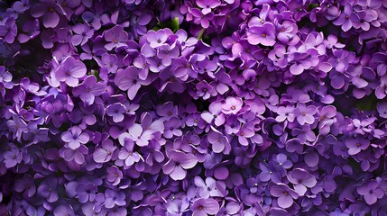 Flowers wall background with amazing violet flowers