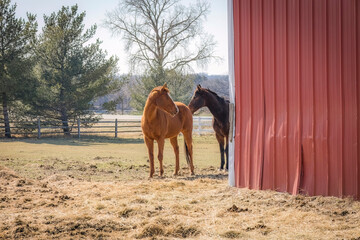 A pasture in the early spring with a run-in shed and two horse peeking around the shed.