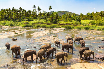 Herd of elephants in Sri Lanka