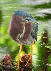 heron in Florida wetlands